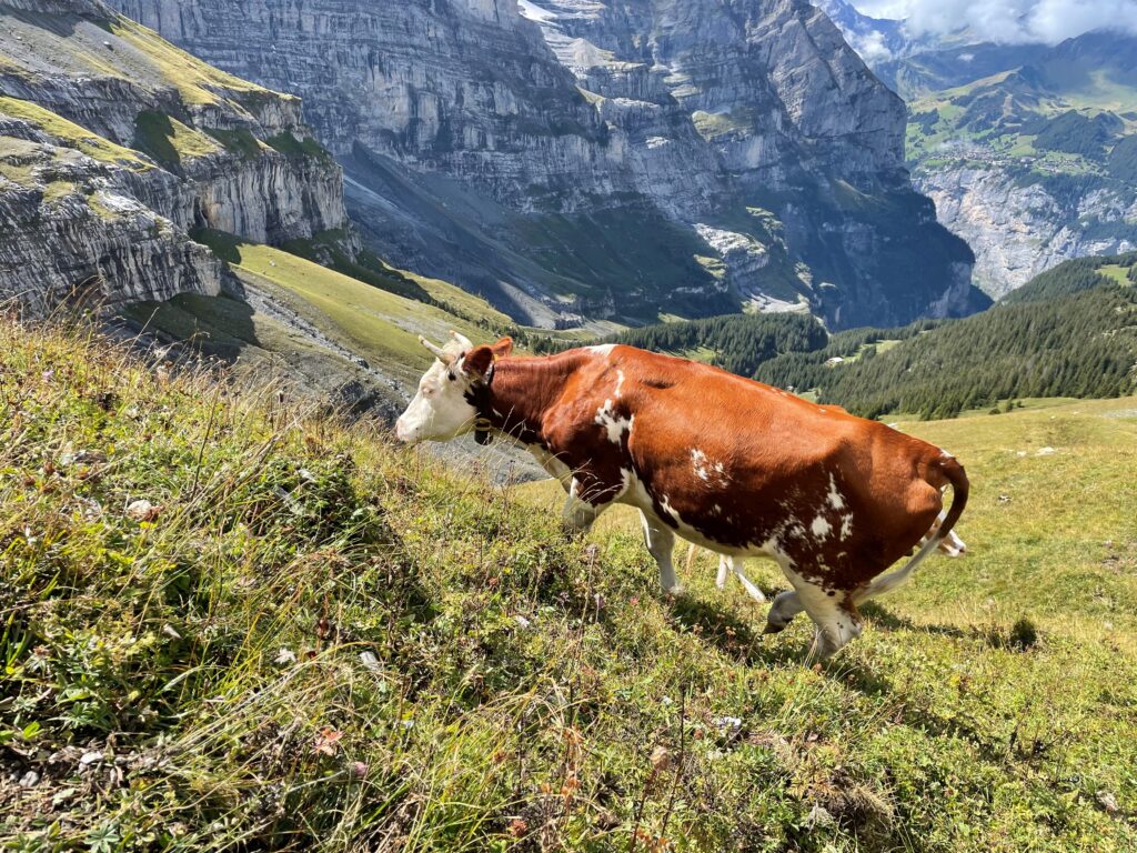Jungfrau Marathon - Interlaken Zwitserland grazende koe in weiland op de berg